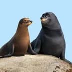 フルークとラダー（ファインディング・ドリー）｜ディズニー　好き？嫌い？